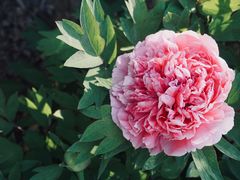 -石家庄市植物园