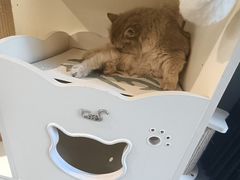 -琪喵猫屋·撸猫猫咖·猫舍
