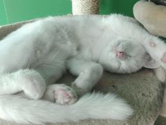 -喵店&猫咖