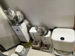 -猫十亿·布偶金渐层·曼基康矮脚猫舍(青年路店)