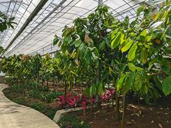 -歌斐颂巧克力小镇