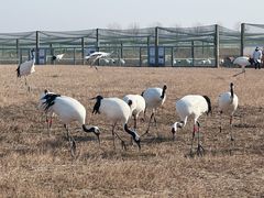 -盐城丹顶鹤湿地生态旅游区