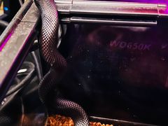 -酷以爬仙阁实体爬宠店·守宫·蜥蜴·专业繁育