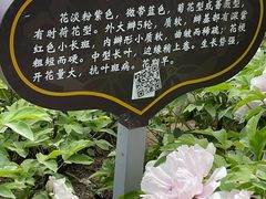 -洛阳市隋唐城遗址植物园