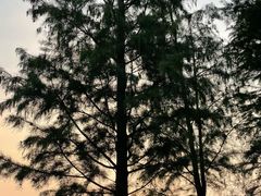 -广富林郊野公园