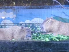 -广州长隆野生动物世界