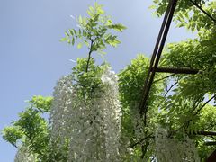 -嘉定紫藤园