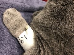 -伟伟宠物医院·瑞派猫友好医院·猫科(光谷店)