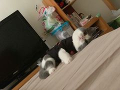 -袖虎·猫馆(体育西路店)