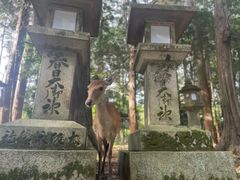 -奈良公园