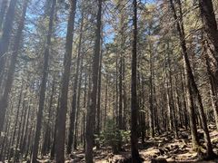 -芦芽山旅游度假区