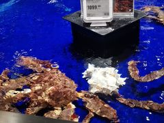 水产区-盒马鲜生(新都心店)