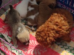 -金三角花鸟鱼综合市场-地面停车场