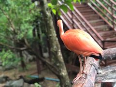 -清迈夜间动物园