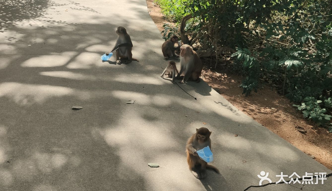 猴岛，万宁市陵水黎族自治县