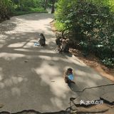 猴岛，万宁市陵水黎族自治县