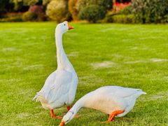 -麒麟阁(东郊宾馆店)