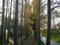 -上海长兴岛郊野公园