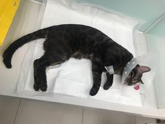 -纳吉亚猫专科动物诊疗中心(蒋宅口分院)