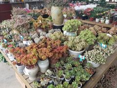 -金科花卉市场