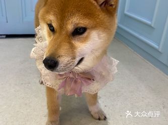 红山地铁站有柴犬的猫咖可以spa