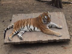 -大连森林动物园