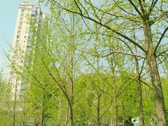 -西北湖绿化广场