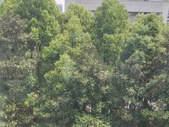 -同庆楼(天鹅酒家店)
