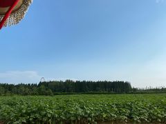 -日照海滨国家森林公园