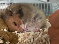 -钓仓鼠(洋桥北里小区店)