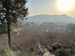 -香雪海