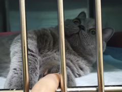 -仁华宠物医院(青羊店)