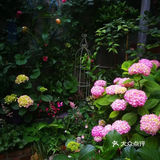 今日分享[礼花]为什么我要买顶楼？