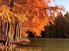 -上海海湾国家森林公园