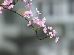 -水月周庄铂尔曼酒店-水月荟中餐厅