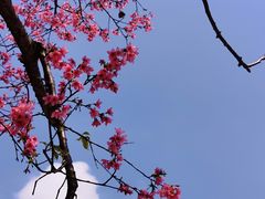 -天适樱花悠乐园