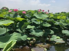 -荷塘月色湿地公园·向阳花洲