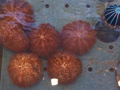 -添福来墨鱼饺子 · 海鲜东北菜(大连星海·黄浦路店)