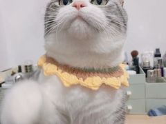 -欣宠猫屋·矮脚拿破仑·蓝金金渐层