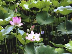 -荔湾湖公园