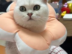 -创凡宠物医院·骨专科  猫科中心(西乡分院)