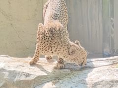 -上海野生动物园