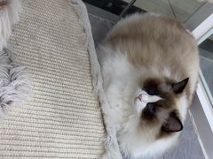 -爱洗澡的猫(天河路店)