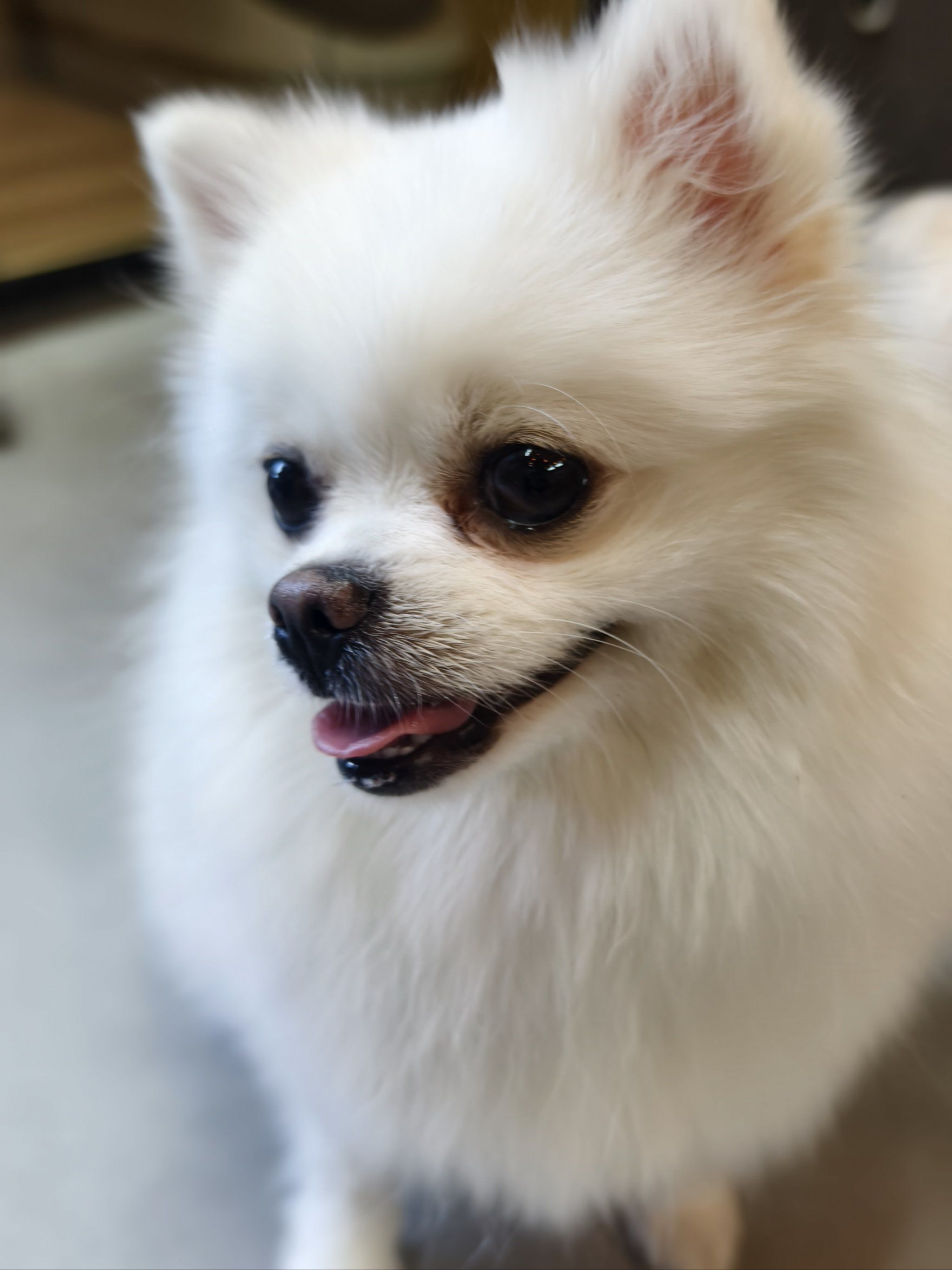 宠物狗狗的日常萌