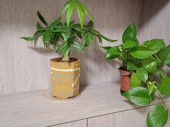 -王家土菜馆(霍山县店)