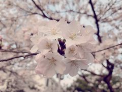 -武汉大学-樱园