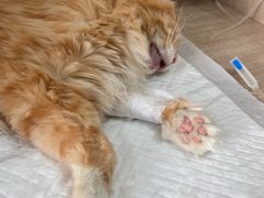 -北京观赏动物医院·24小时大型综合·猫专科·异宠专科