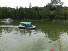 -金花茶公园