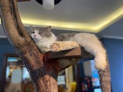 -more than meow吴止猫主题餐厅(承德 中船汇店)