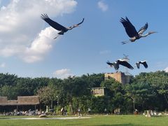 -广州长隆飞鸟乐园